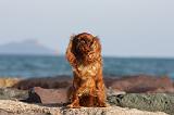 KING CHARLES SPANIEL 041